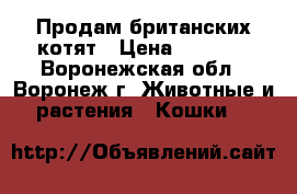 Продам британских котят › Цена ­ 2 000 - Воронежская обл., Воронеж г. Животные и растения » Кошки   